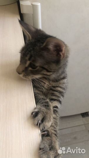 Отдам даром бесплатно в добрые руки