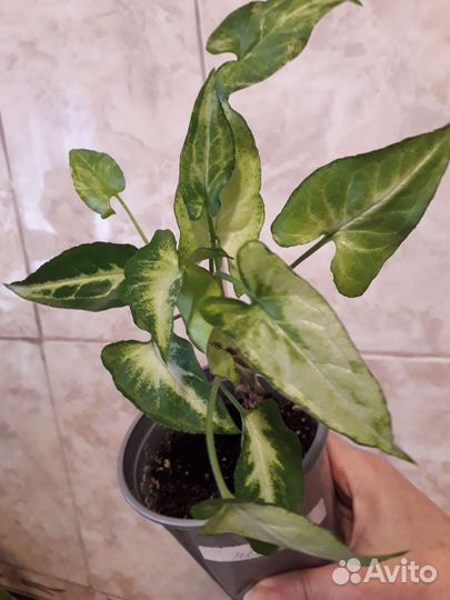 Сингониумы