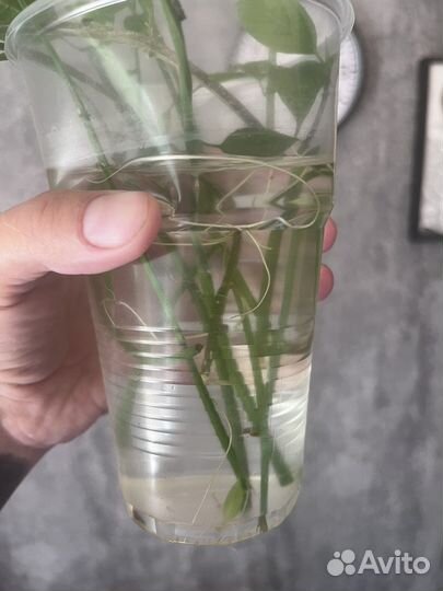 Клеродендрум томпсон