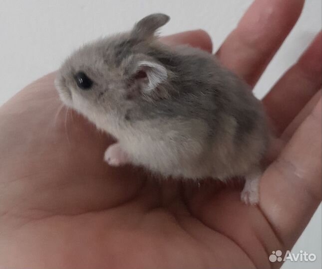 Джунгарский хомяк