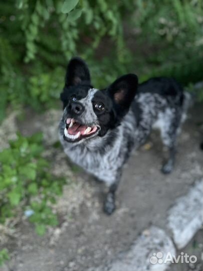 Маленькая собака в дар