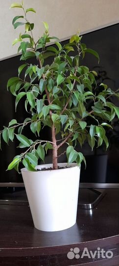 Цветы комнатные