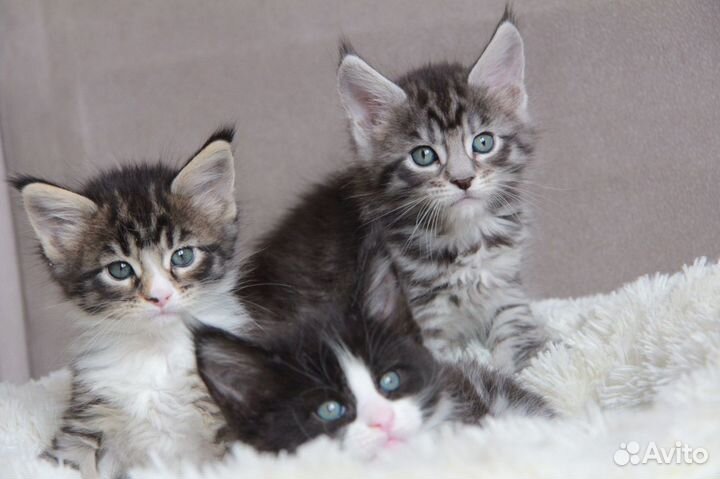 Детки -конфети котята мейн кун из питомника