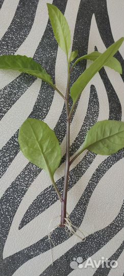 Джинура Листья Бога