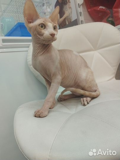 Котята сфинкс эльф