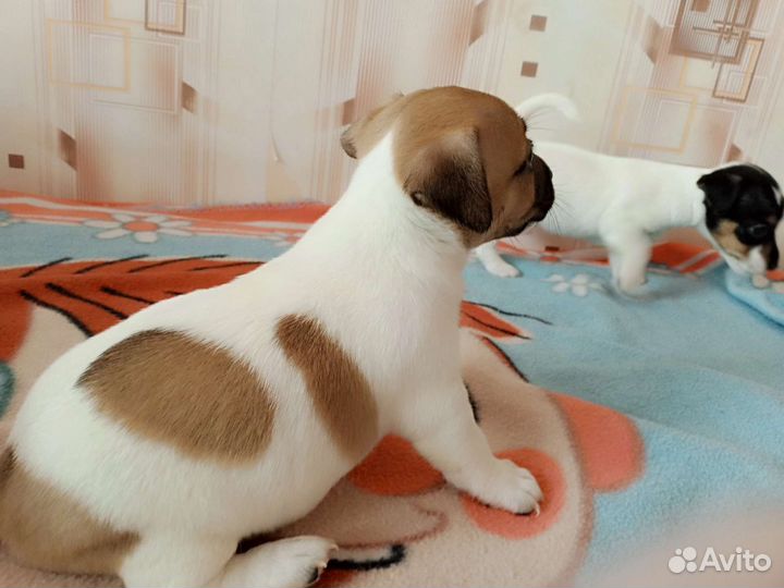 Щенки джек рассел терьер