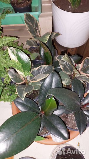 Фикус, агава, замиакулькас