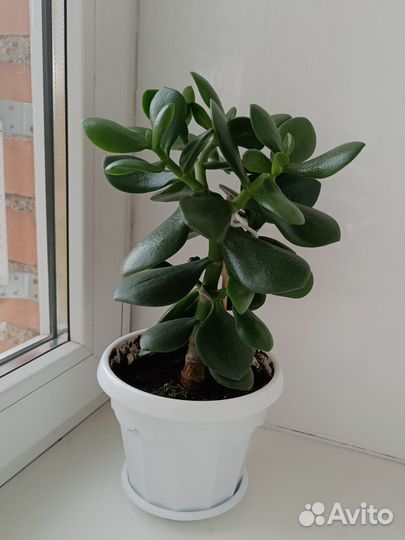 Денежное дерево Толстянка