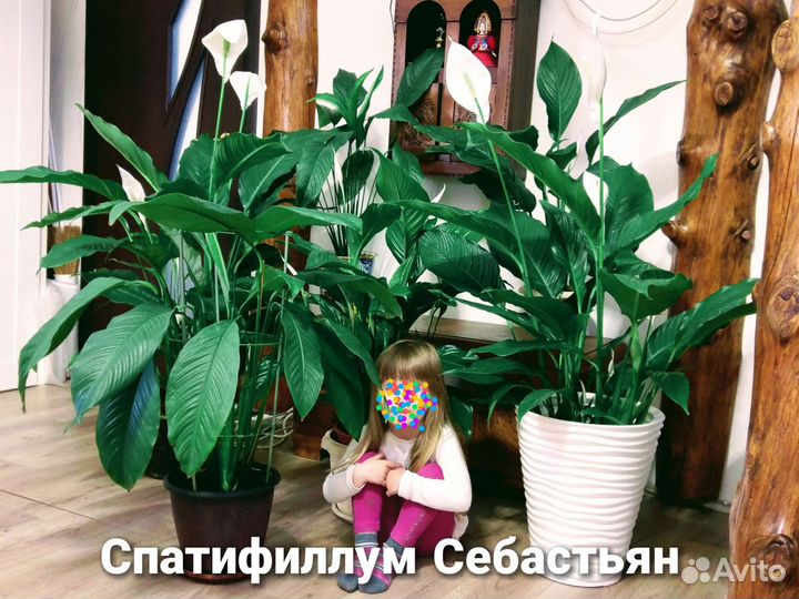 Спатифиллум Себастьян крупномер