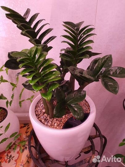 Замиокулькас Зензи