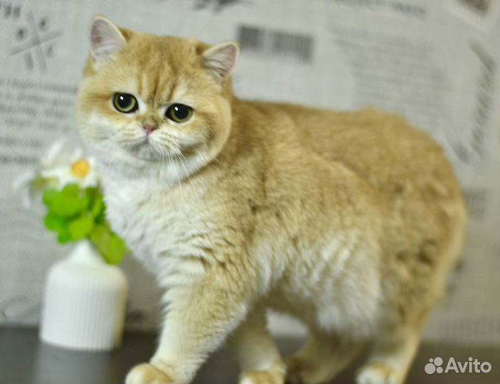 Золотая британская шиншилла девочка BRI NY 12