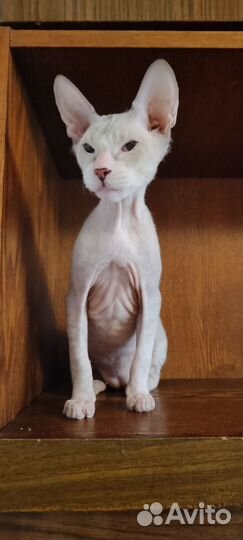 Котёнок донской сфинкс