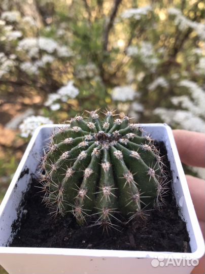 Кактусы и суккуленты