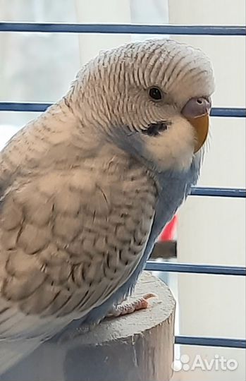 Попугай карелла