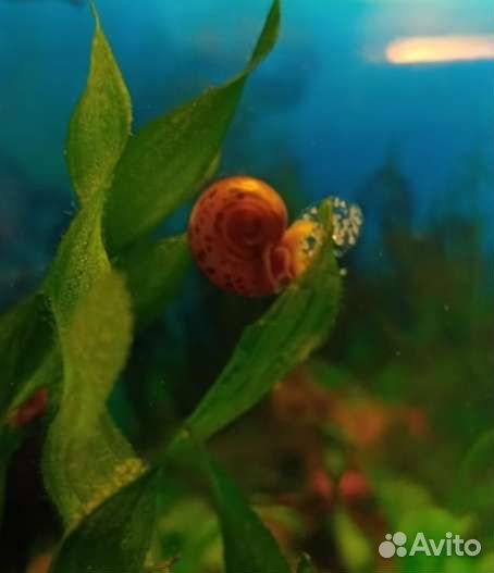 Улитки аквариумные: граниферы, катушки