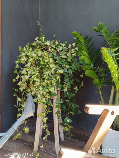 Комнатные цветы