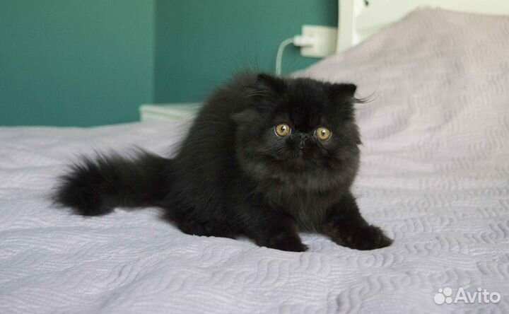 Персидский мальчик черного окраса