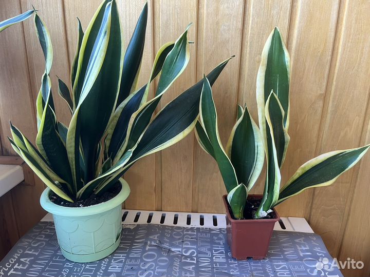Сансевиерия сортовая