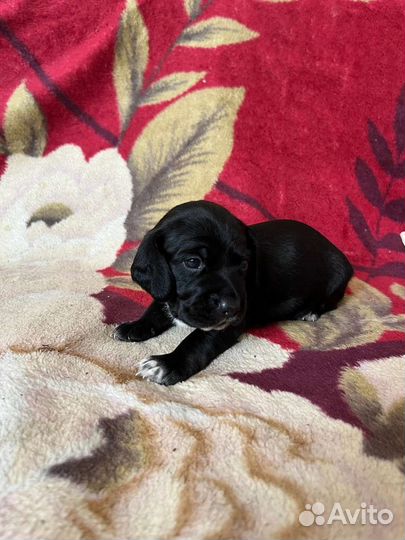 Щенки таксы и спаниеля