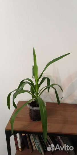 Пальма юкка