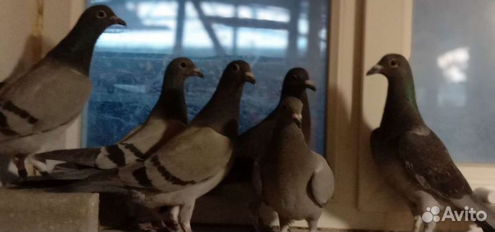 Голуби спортивные