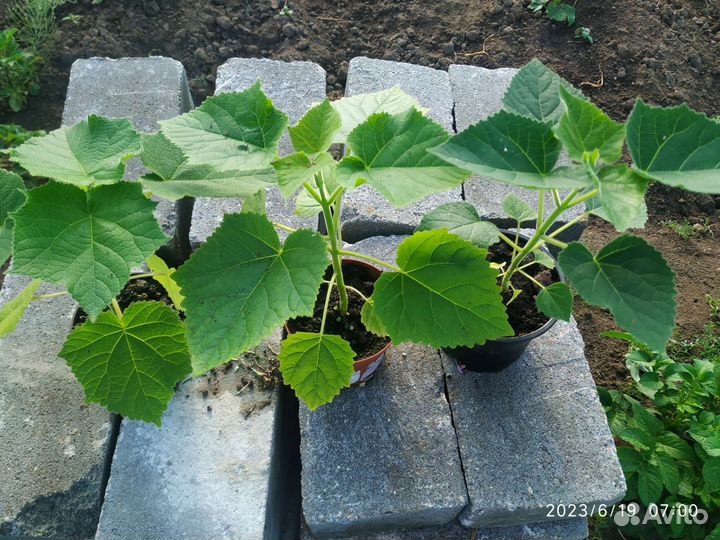 Саженцы павловнии