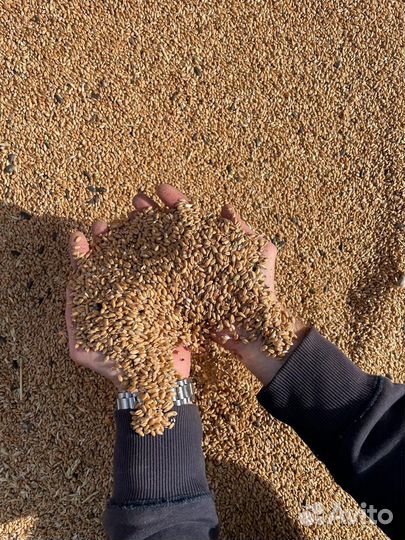 Зерно для животных и птиц