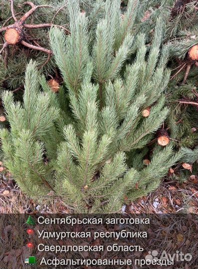 Сосна сентябрьская рождественская опт