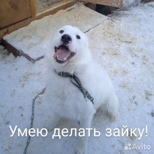 Пес в добрые руки