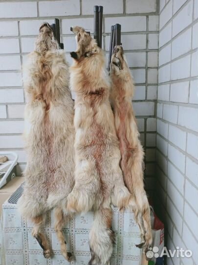 Шкуры лисы и песца