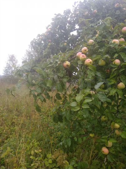 Участок 36 сот. (ИЖС)