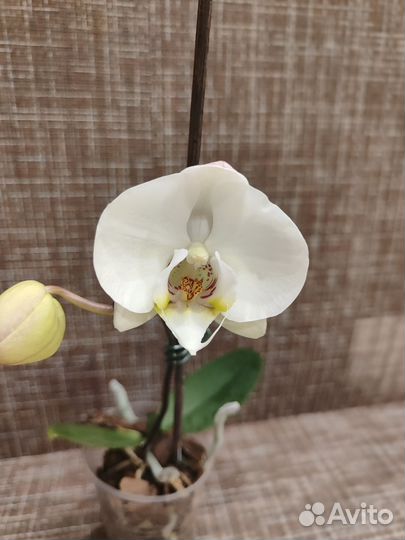 Орхидея фаленопсис