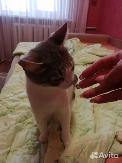 Кошки в добрые руки