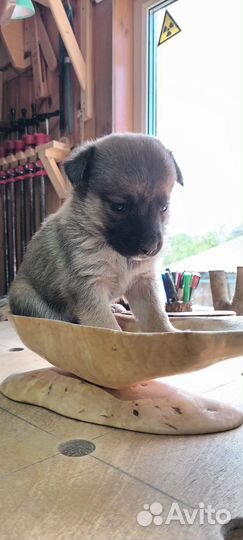 Щенки помесь немецкой овчарки и лайки