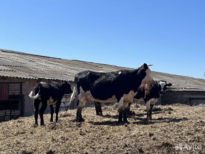 Крс быки телята