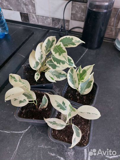 Фикус бенджамина де гантель