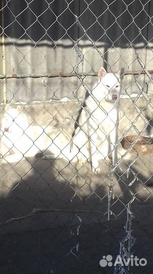 Вязка белая лайка