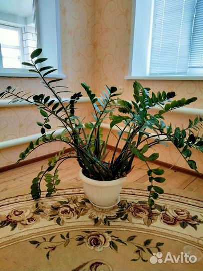 Большой комнатный цветок замиокулькас