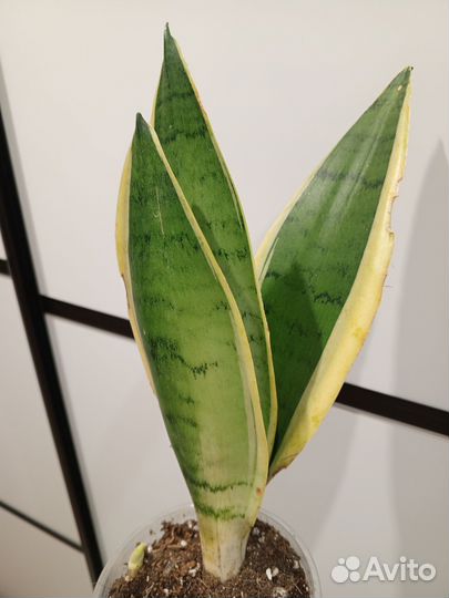 Сансевьерии 1