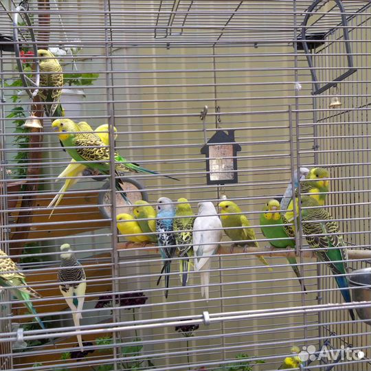 Молодые Волнистые попугаи