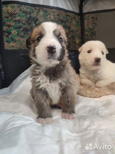 Собака щенок