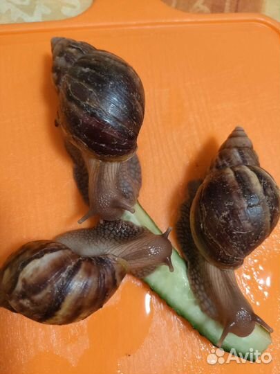 Африканские улитки ахатина