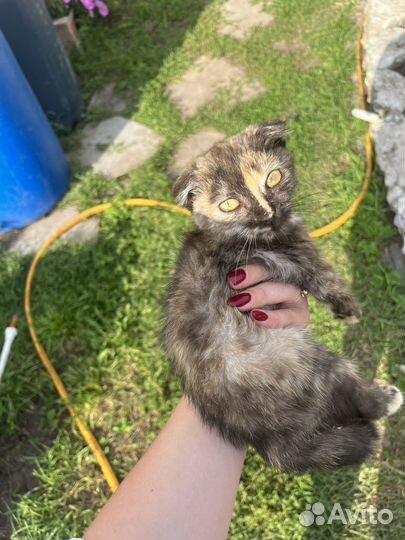 Котёнок