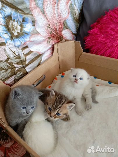 Котята шотланской вислоухой