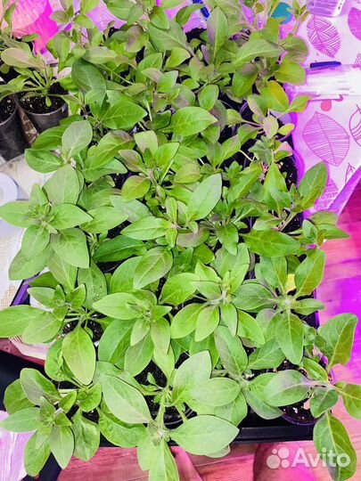 Рассада петунии (гарантия сорта)