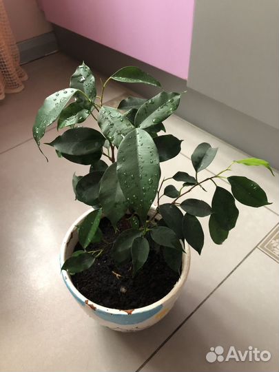 Фикусы бенджамина