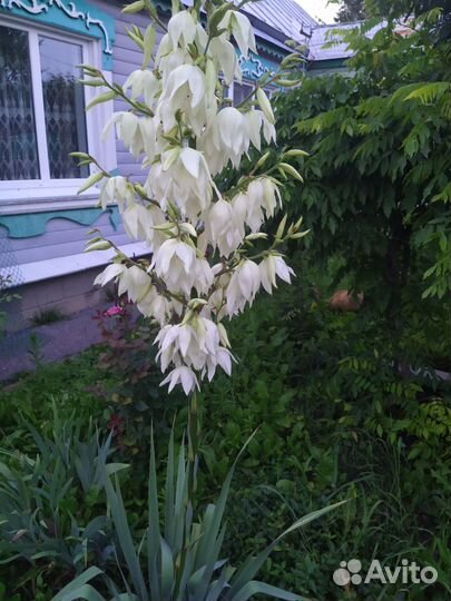 Юкка садовая