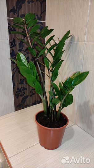 Замиокулькас