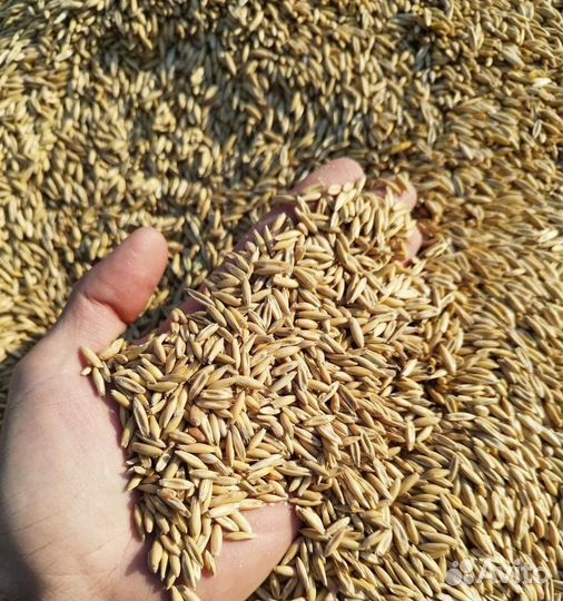 Кормовая пшеница, Рожь озимая на корм/посев