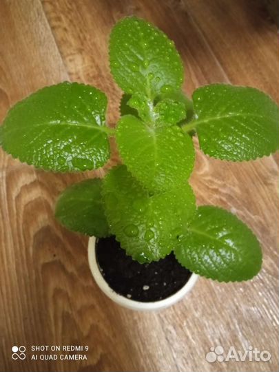 Комнатные цветы разные